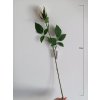Umělá květina Růže 70 cm, krémová