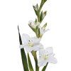 Umělá květina Gladiola / Mečík 96 cm, bílá